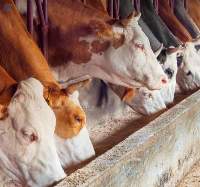 Ruminants - Animal Feed