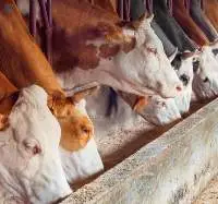 Ruminants - Animal Feed