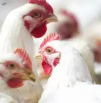 Poultry Feed - Soy