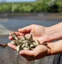 Fish Feed - Soy (Aquaculture, Animal Feed)