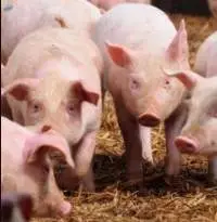 Pork Feed / Animal Feed
