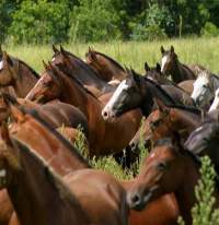 Soy Horse Feed