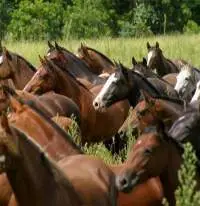 Soy Horse Feed