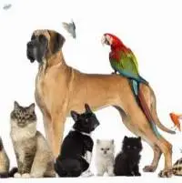 Pet Feed, Soy