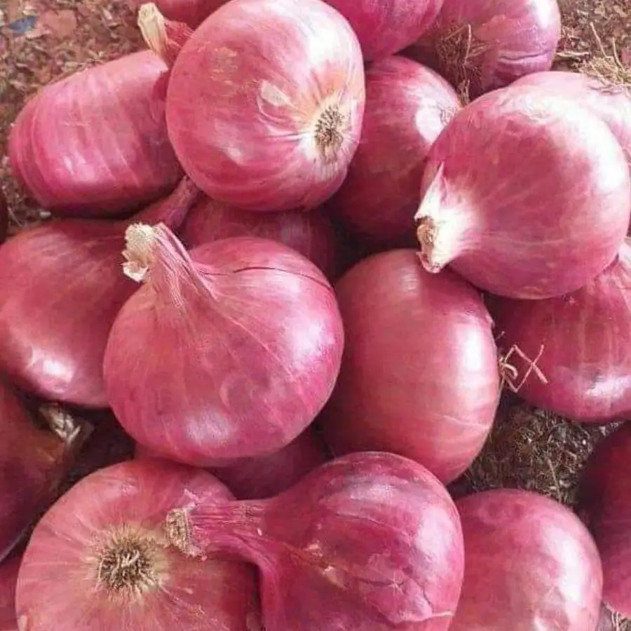 Fresh Onion