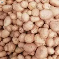 Potato