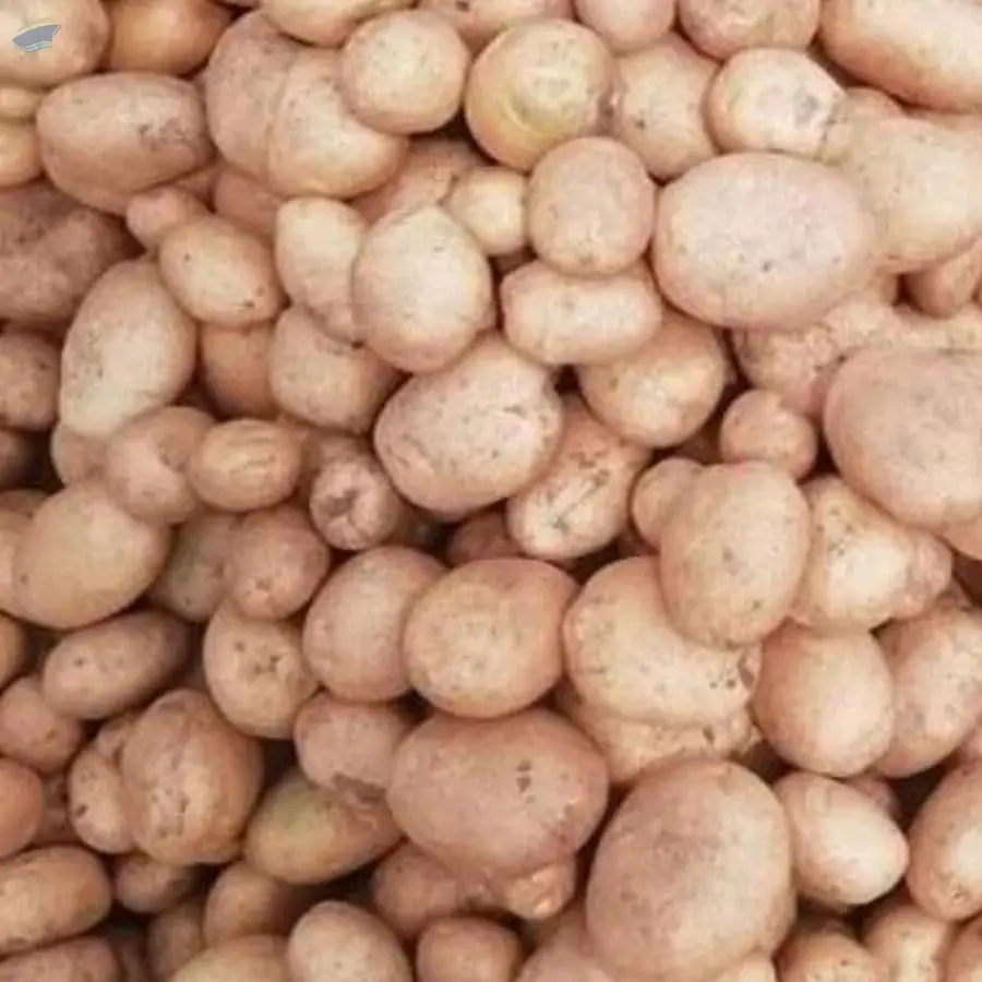 Potato
