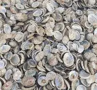 Abalone Shells
