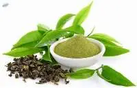 Green Tea Extract 25% - 90%