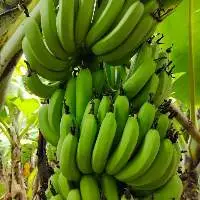 Cavendish Banana