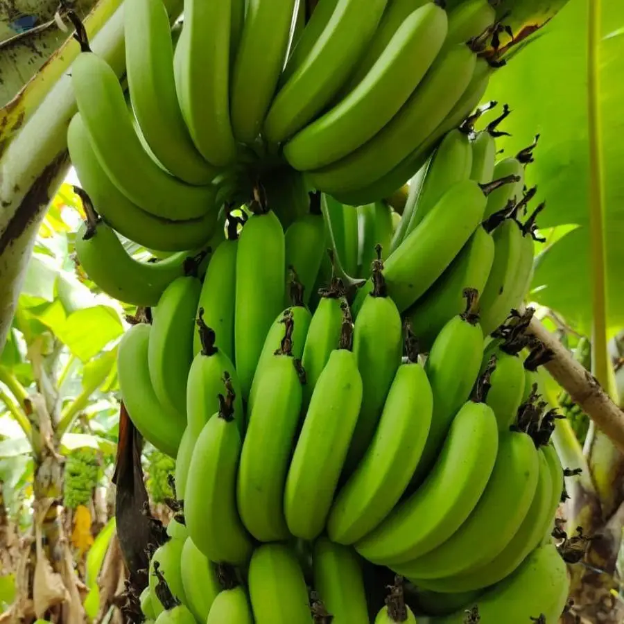 Cavendish Banana