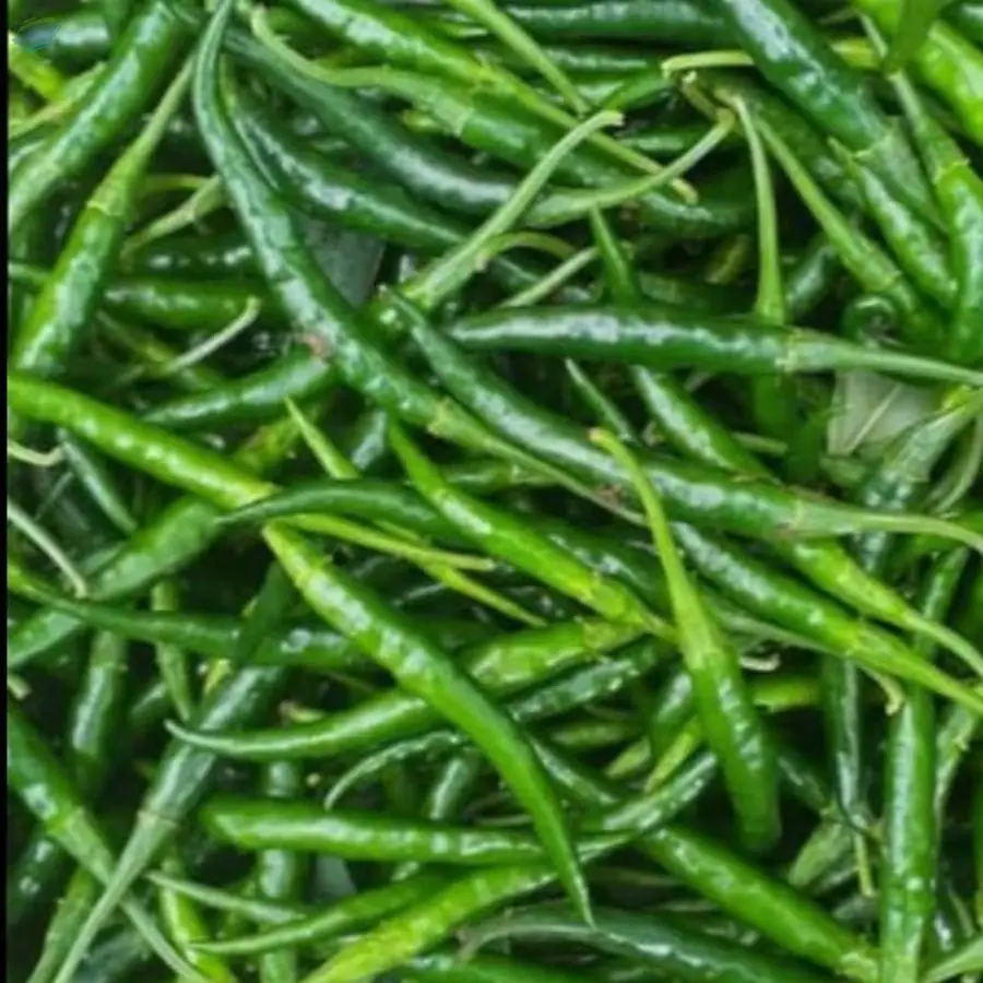 G4 Green Chilli