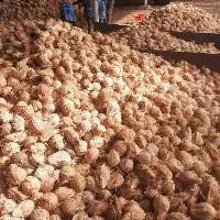 Semi Husked Coconuts