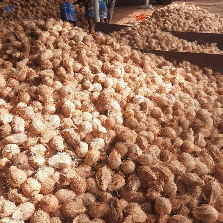Semi Husked Coconuts