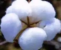 Cotton