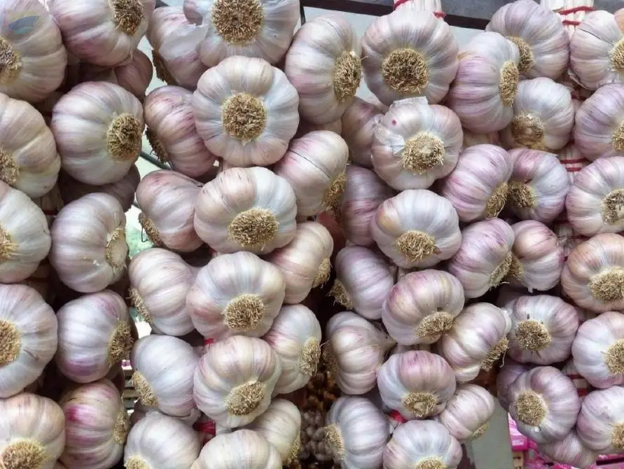 Dried Garlic