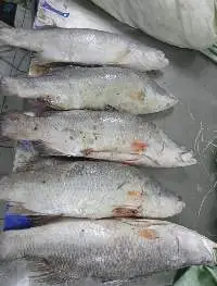 White Snapper