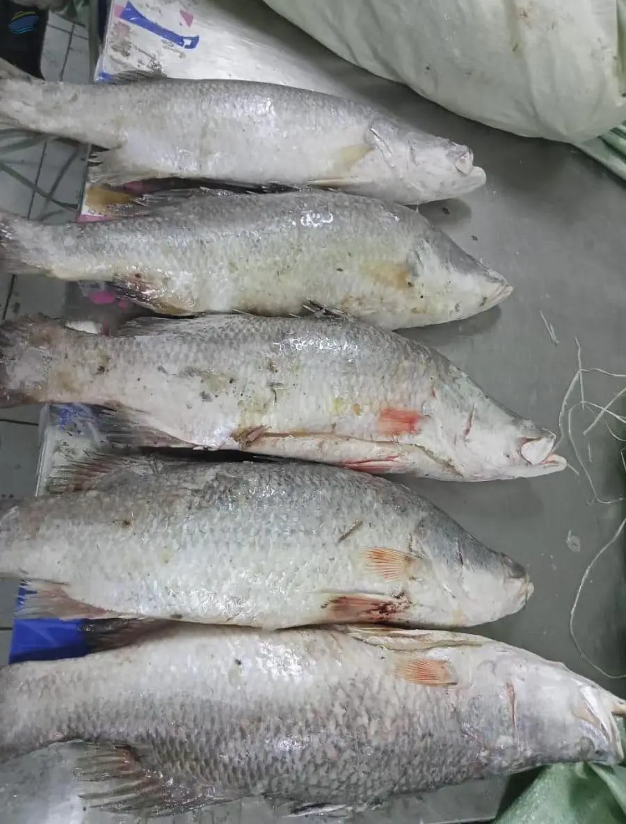 White Snapper
