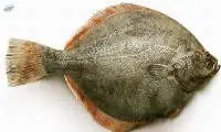 Yellowfin Sole