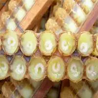 Pure Fresh Royal Jelly