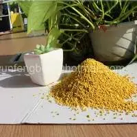 Newest Sweet Rape Bee Pollen