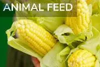 Maize Gluten