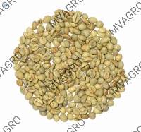 Robusta Parchment AB Scr 15 Green Coffee Beans