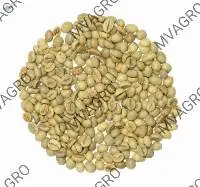 Robusta Parchment AB Scr 15 Green Coffee Beans