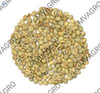 Robusta Cherry C Green Coffee Beans