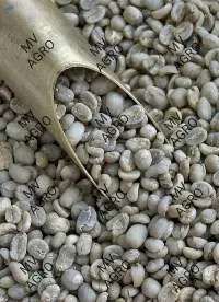Arabica Plantation A Scr 17 Green Coffee Beans