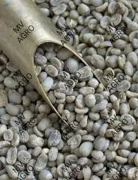 Arabica Plantation PL Bulk Green Coffee Beans