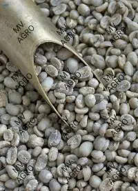 Arabica Cherry A Scr 17 Green Coffee Beans