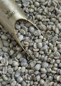 Washed Arabica Plantation AAA Scr 19