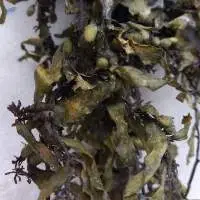 Sargassum