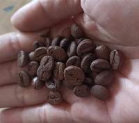 Coffee Bean