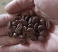 Coffee Bean
