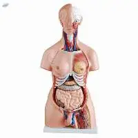 Medical Human Body Torso