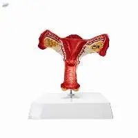 Uterine Ovary