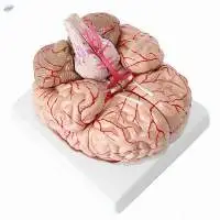 Medical Brain Model