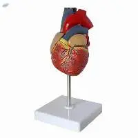 Human Heart Model