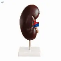 Human Kidney Anatomical Model