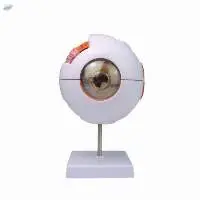 Human Eye Model