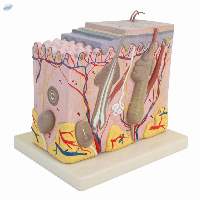 Human Structure Skin Model