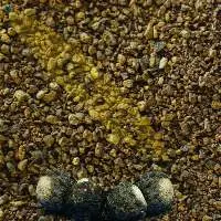 Maca XPresso - 100% Black Maca