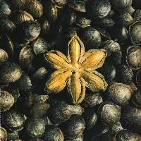 Sacha Inchi Oil