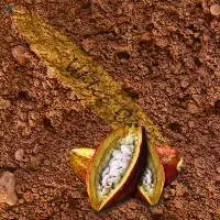 Criollo Cacao Powder Blend EU compliant