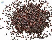 Canolaseed (Rapeseed 00) for sale from Ukraine