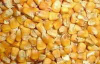 Corn Grain