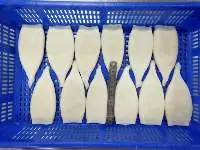 Frozen Squid