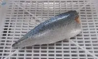 Frozen Mackerel Fillet